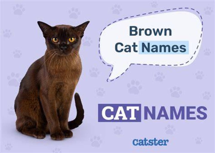 200+ Brown Cat Names That Will Make Your Kitty Unique
