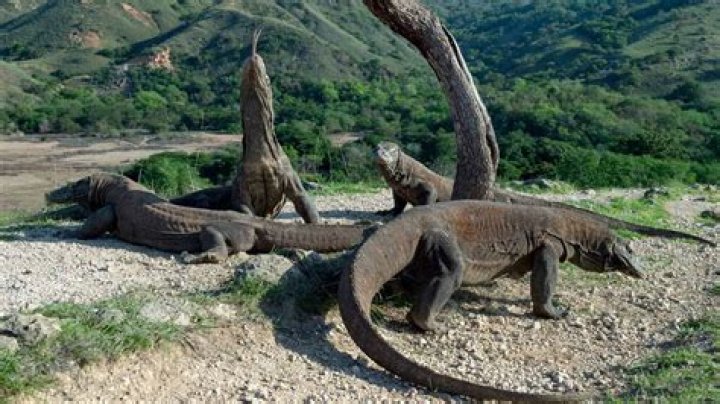 Are komodo dragons descendants of dragons