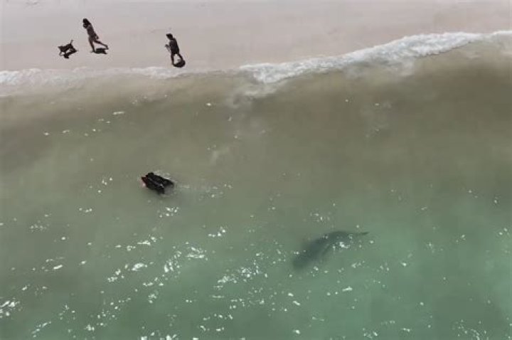 Are there any sharks near myrtle beach