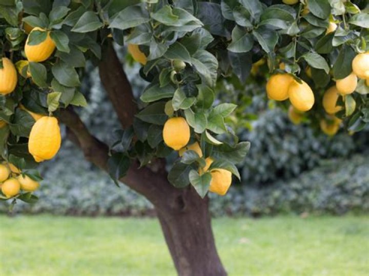 Can lemon tree grow in georgia