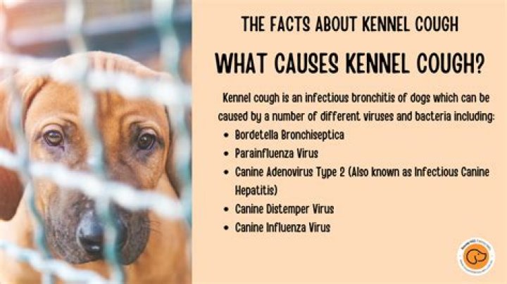 Can you bring kennel cough home on your clothes
