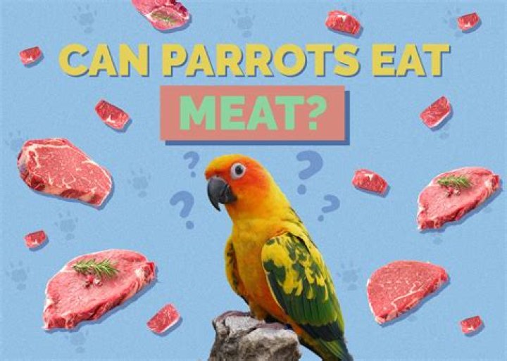 Can you eat parrot meat