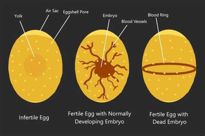 Characteristics of infertile soil