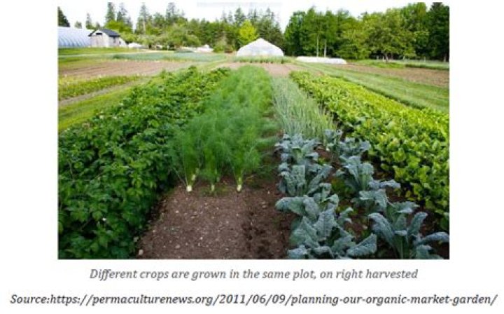 Characteristics of market gardening