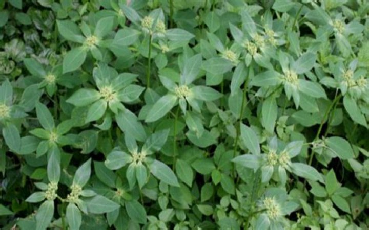 Common Nigerian Weeds & their Botanical Names