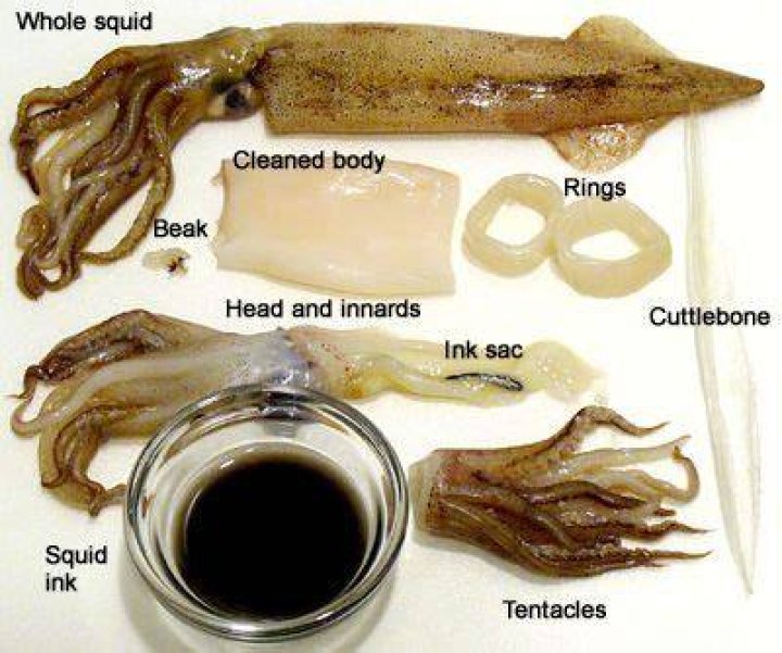 Difference between squid and calamari