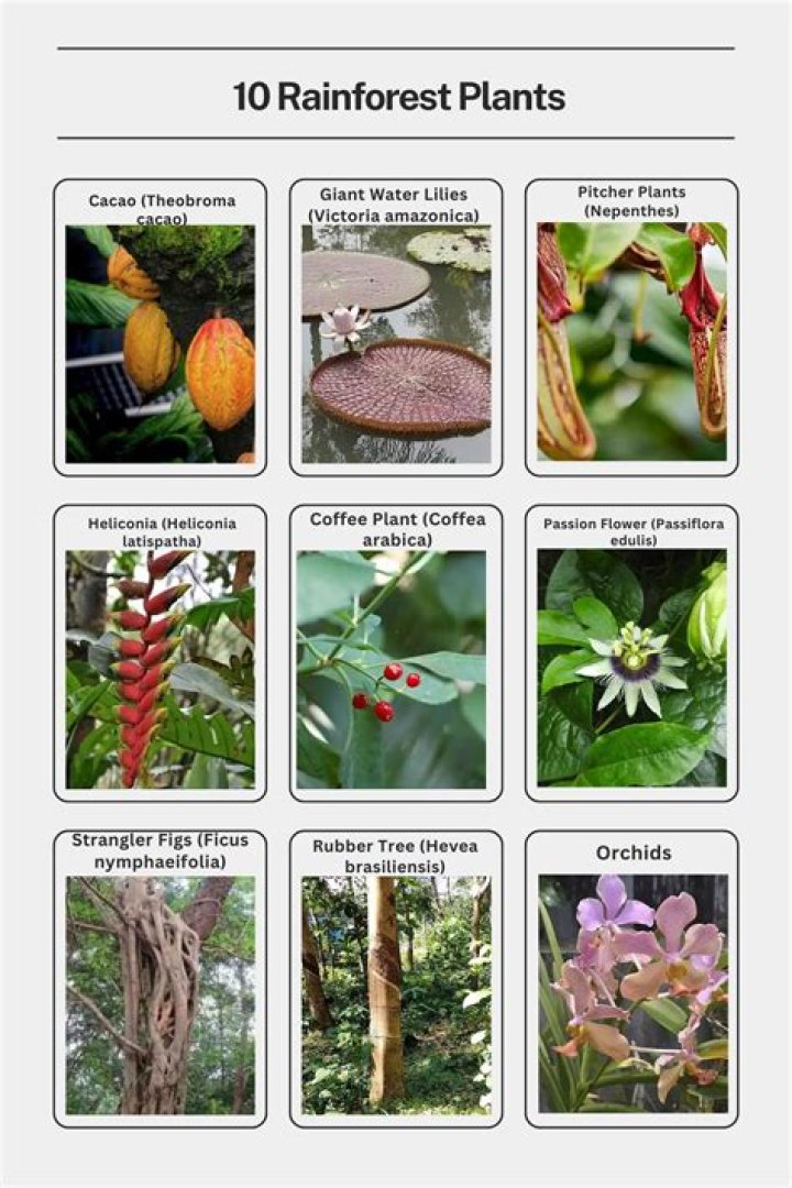 How many different types of plants are there in the great barrier reef