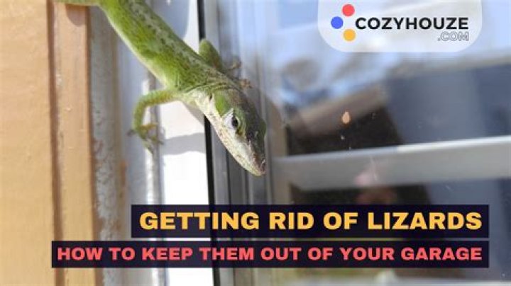 How to get rid of lizards in garage