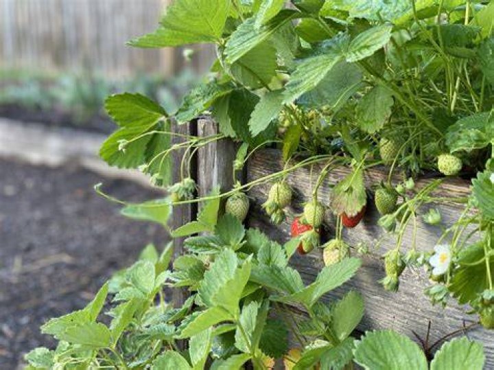 How to grow strawberries in seattle