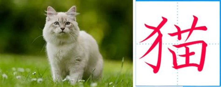 How to say cat in chinese