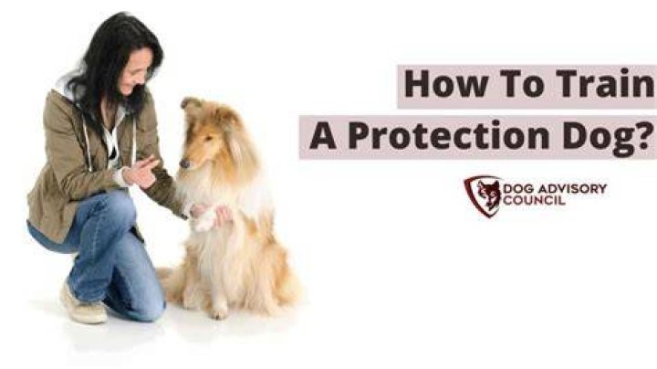 How to train a protection dog