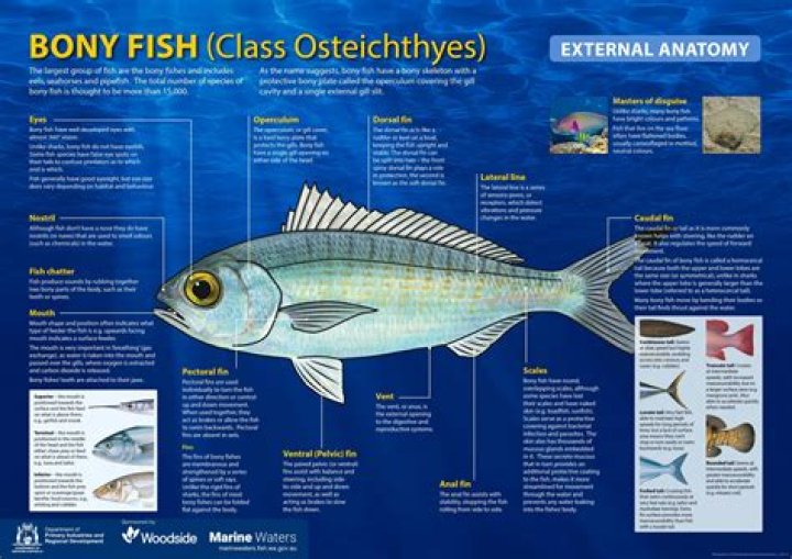 Is a perch a bony fish