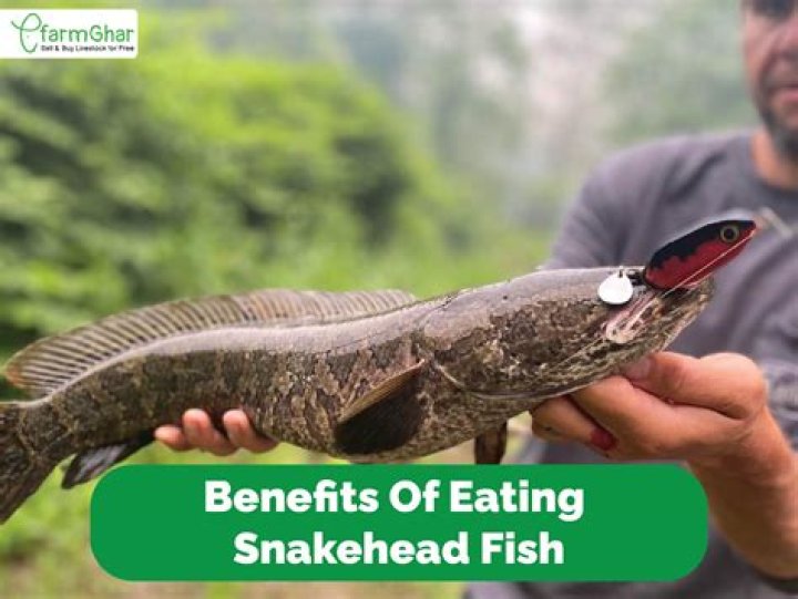 Is a snakehead fish good to eat