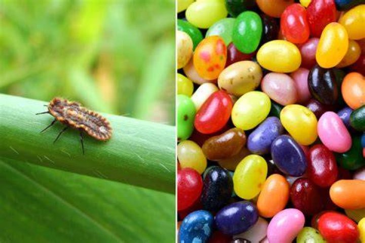 Is candy made out of bugs