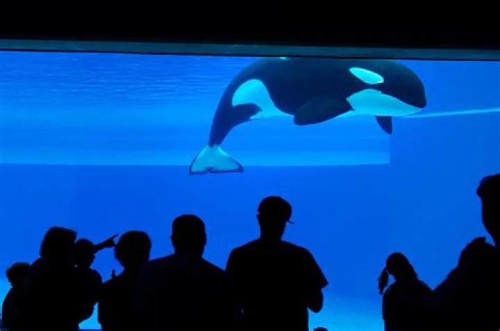 Is Kiska the orca still alive? Is Kiska the whale still alive?