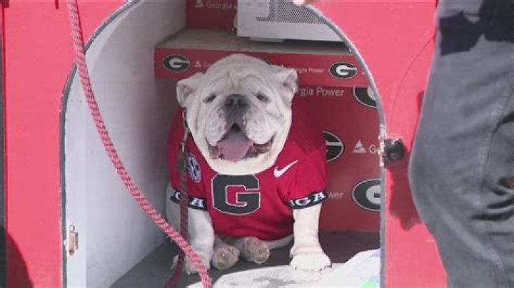 Jake Camarda Career Details: Everything To Know About The Georgia Bulldogs Footballer