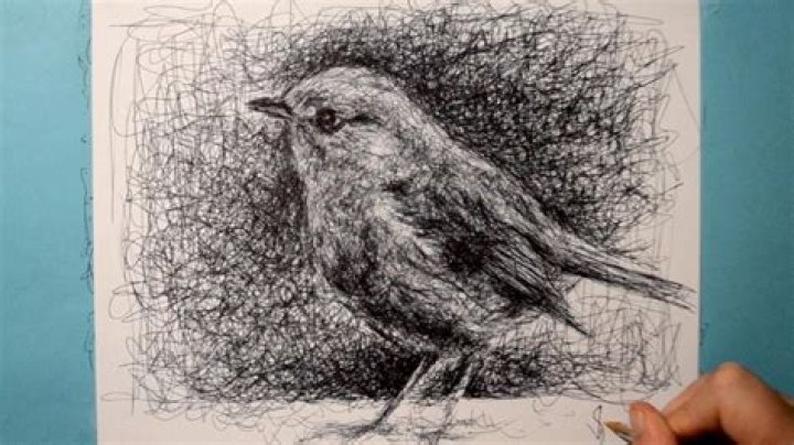 Robin Biro Wikipedia Age: Know Everything About Him