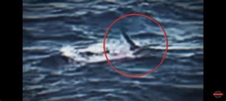 Simon Nellist Fiance Jessie Ho And Facebook- Shark Attack Video Of Australian Man Biiten Half On Reddit