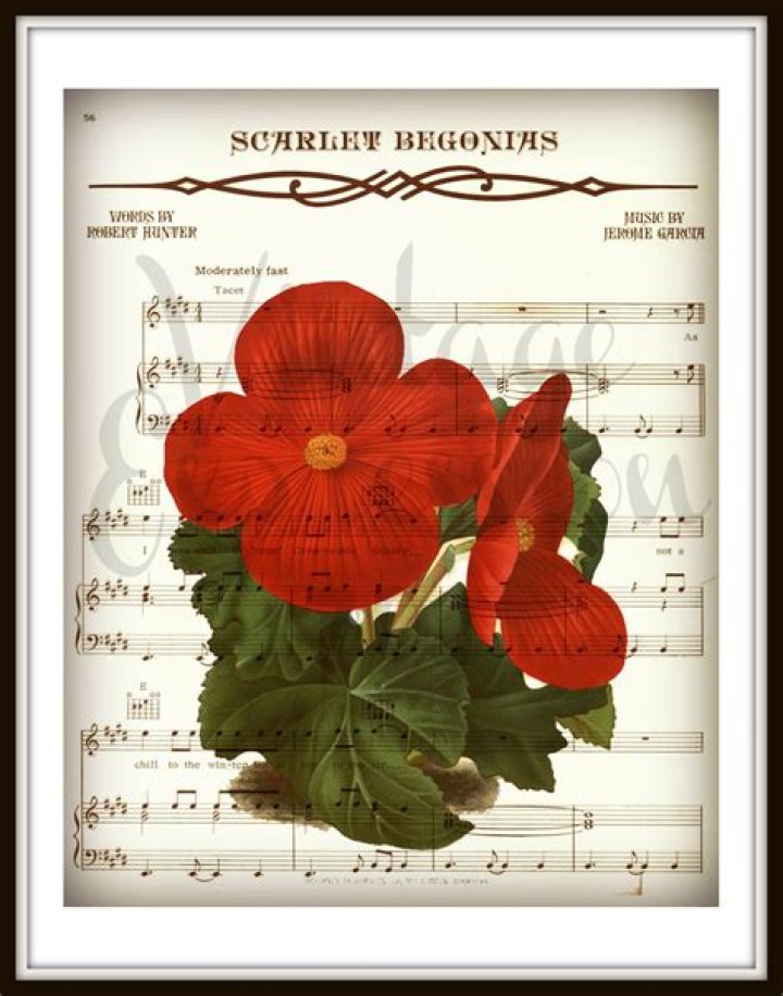 Sublime’s
Scarlet Begonias Lyrics