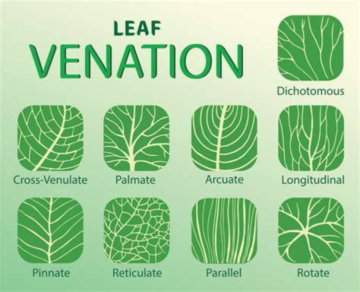 Types of leaf venation