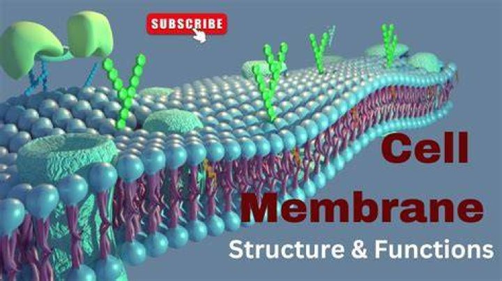 What are two functions of a cell membrane