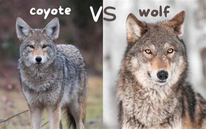 What Is Burt Wolf Sick? Details To Know About His Illness And Wife Natalia Wolf
