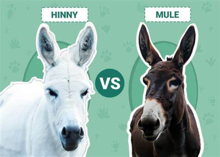 What is the Difference Between Mule and Hinny