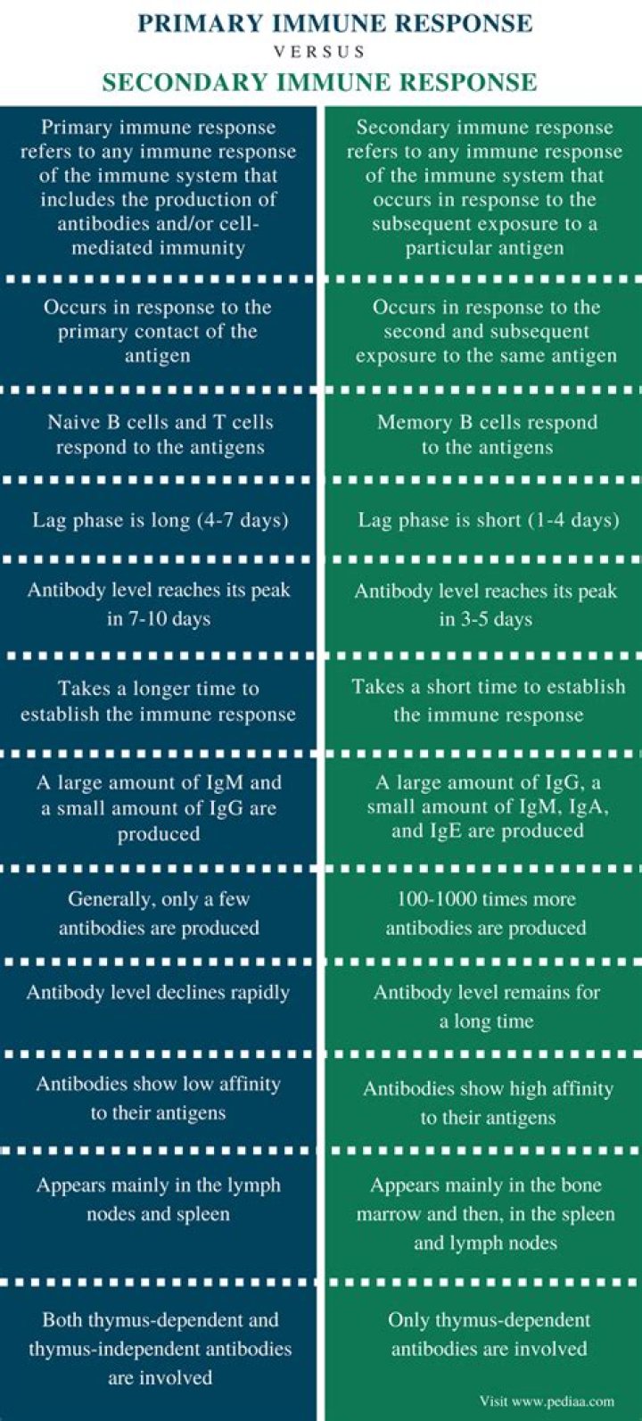 What is the Difference Between Primary and Secondary Immune Response