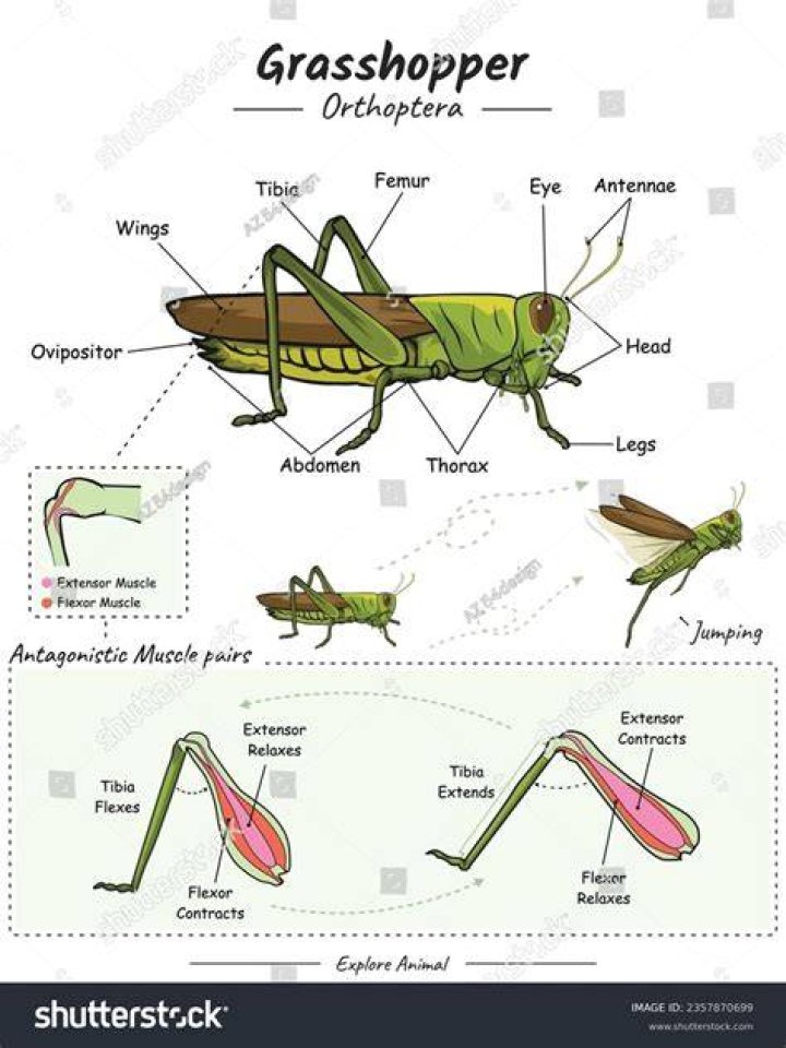 What is the function of a grasshopper antennae