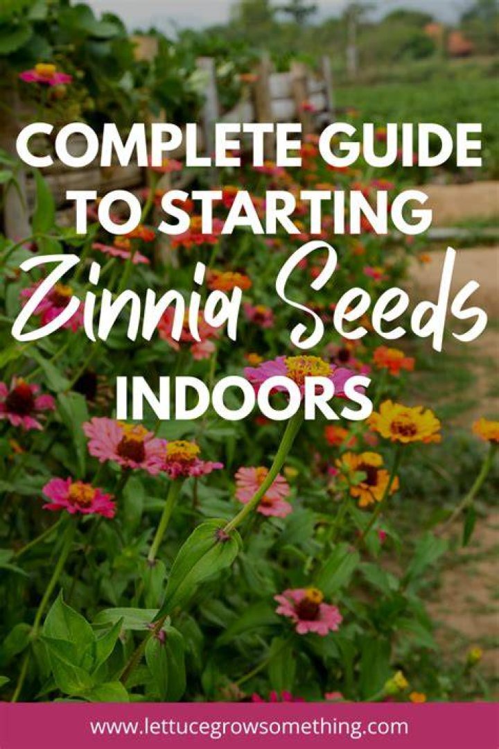 When to start zinnia seeds indoors